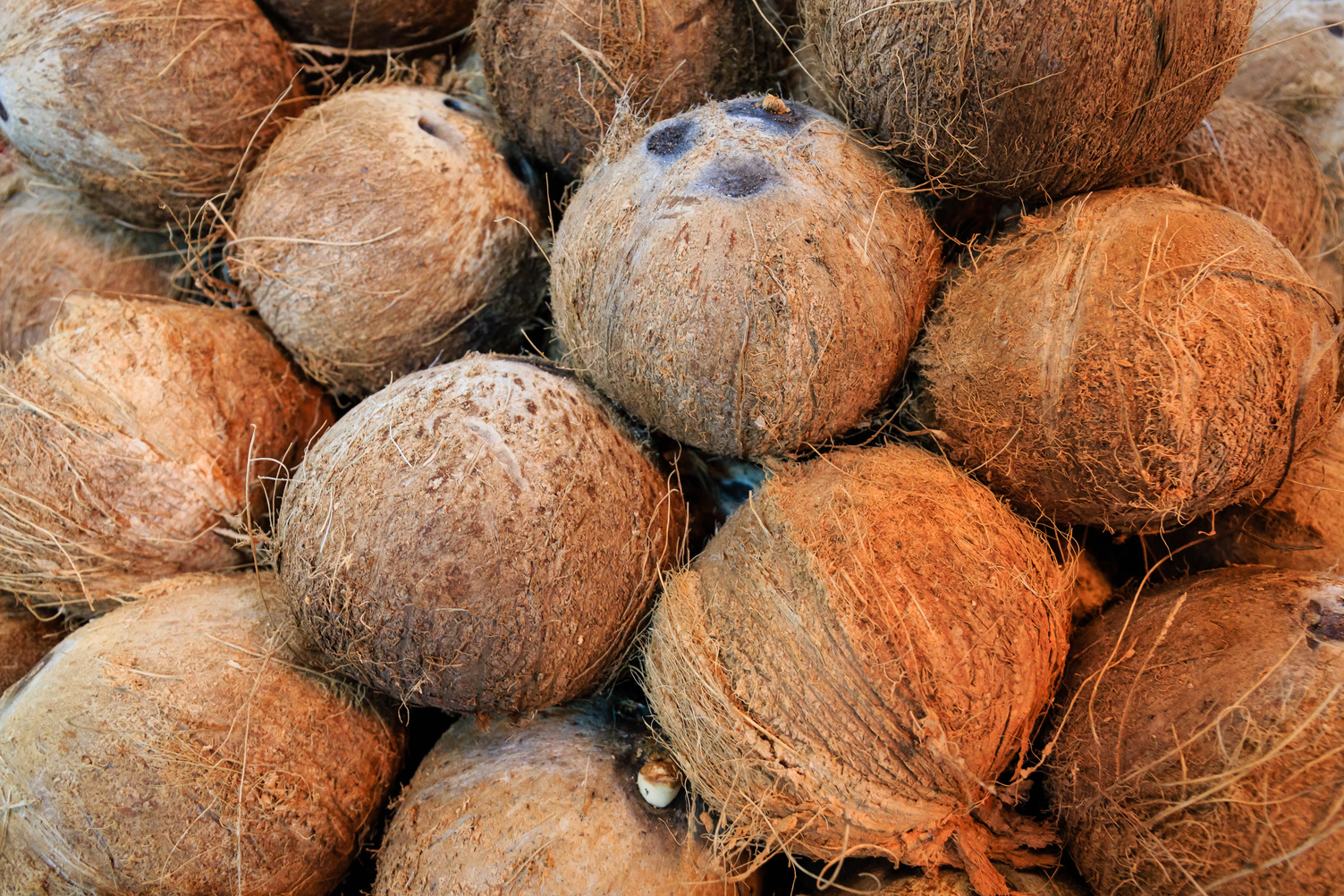 Coconuts with Shell